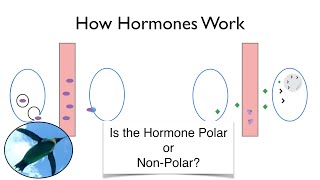 How Hormones Work An Easier Approach to Endocrinology [upl. by Ahsertal]