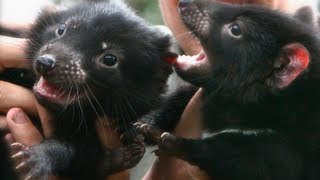 Tasmanian Devil Joeys [upl. by Nara]