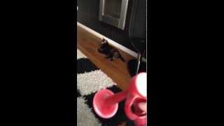 Scaring cat with air horn [upl. by Shela]