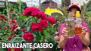 ENRAIZA cualquier PLANTA con este FÁCIL ENRAIZANTE CASERO Romero Rosales Árboles con MIEL [upl. by Dragelin403]