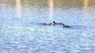 Eurasian Coots feeding their young chicks [upl. by Sitrik]