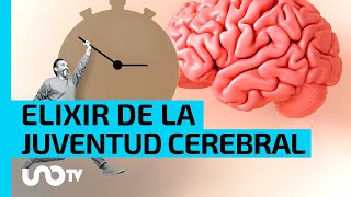 Identifican una proteína en el cerebro a la que bautizaron como quotel elixir de la juventudquot [upl. by Breban664]