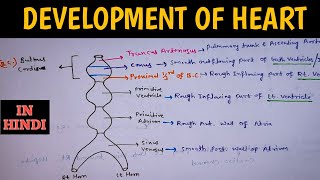 Development of Heart Embryology  Heart Tube Development  Heart Embryology [upl. by Athalie611]