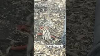 गिलहरी का अंदाज shortshortvideoviralvideo [upl. by Irep488]