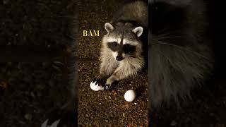 Raccoons Chittering Leads to Egg and Cookie Breakfast raccoontribe chittering raccoon funny [upl. by Eadas]