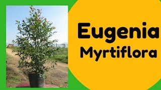 Árbol Eugenia Myrtiflora [upl. by Anaugal]