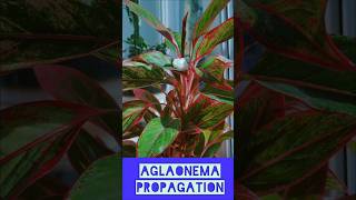 propagation aglaonema [upl. by Saeger456]