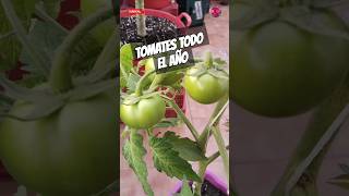 Cómo Cultivar Tomates 🍅🍅 Todo El Año Cultivo En Macetas Con Muchos Éxitos Seguros shorts [upl. by Naarah926]