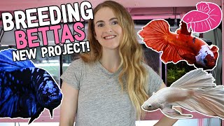 Breeding Beautiful Bettas on the New Fish Rack Step by Step Avatar Platinum White and Koi [upl. by Martin18]