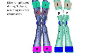 Genetic Recombination [upl. by Dryden889]