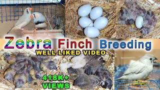 Zebra Finch Breeding  Eggs laying to eggs hatching full breed [upl. by Dicks109]