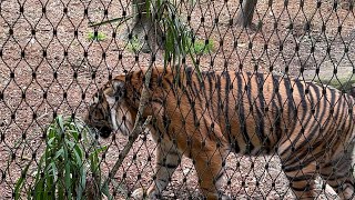 Taronga zoo Sydney wild lifeanimal planetdiscoveryzoo in Australia🇦🇺 [upl. by Vizza433]