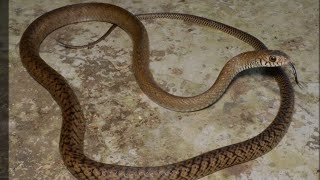 ratsnake forest snake chandrapur vardha valliy school raiyatwari colony Chandrapur [upl. by Mullen]