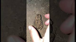 Cute Baby Toad laughs when caught  Funny frogs Catching  froggy catch funny wep wep  funny videos [upl. by Vanhomrigh]