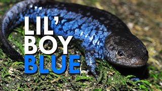 Blue Spotted Salamanders Have A Unique and Stinky Defence [upl. by Tevis]