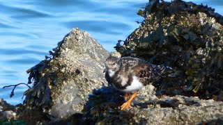 Steenloper Turnstone [upl. by Atnas]