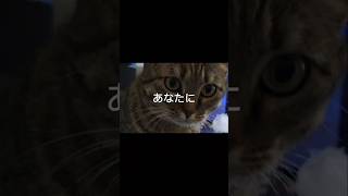 はいじゃっくされました🤪😝 cat shorts fakefacedancemusic [upl. by Nimzzaj11]