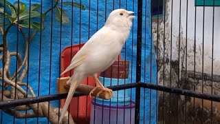 First canary singing after molting  Canary training song [upl. by Karolyn720]