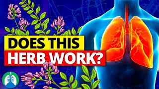 How to Detox and Cleanse Your Lungs with Astragalus ❓ [upl. by Milburn175]