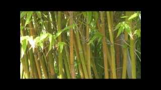 How to Grow quotGraceful Bambooquot Bambusa Gracilis  A Small Caned Clumping Bamboo  HD [upl. by Thordia]