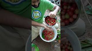 Flacourtia jangomas ലൂബിക്ക ഇംഗ്ലീഷ് Indian coffee plum എന്നു പറയുന്ന Flacourtia jangomas [upl. by Valdemar]