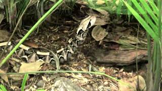 A Gaboon Viper Snake Bitis gabonica Swallowing a Rat [upl. by Tnecniv]