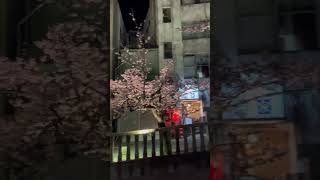 【もう花見】あたみ夜桜 糸川さくら祭り 2014年1月26日 [upl. by Evita]