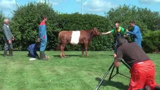 Lakenvelder Stier Lennard 2mp4 [upl. by Llehcsreh]