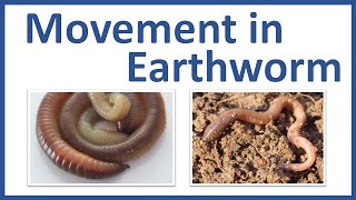 Movement in Earthworm  Movement of Earthworm Class 6  Earthworm Locomotion  Earthworm Movement [upl. by Eamanna472]