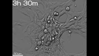 23C2C12 adhesion [upl. by Gahl]