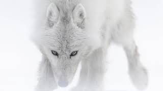 Arctique by Vincent Munier  Rescore by Rick McGuire [upl. by Anna-Diana]