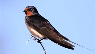 Golondrina común Hirundo rustica Canto [upl. by Gasper]