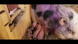 Baby Piglets just born yesterday [upl. by Normie943]