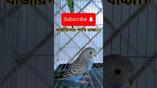 বাজরিগার পাখি।বাজরিগার পাখির বাচ্চা হলে করনীয় how to bajrigar Pakhishortsvideoviralvideo bajrige [upl. by Polash442]