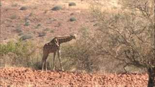 Etendeka Mountain Camp  Damaraland Namibia [upl. by Ennaeed]