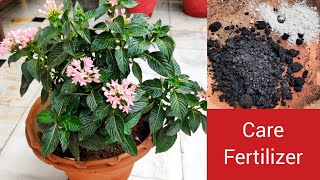 Pentas flowering plant care n organic fertilizer Pentas के पौधे की देखभाल [upl. by Christal]