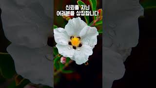 11월 9일  탄생석 탄생화 탄생목 별자리 [upl. by Eugenle]