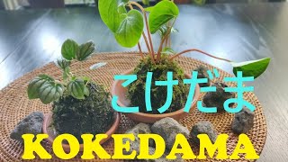 Kokedama  Japanese Moss Ball [upl. by Aivartal]