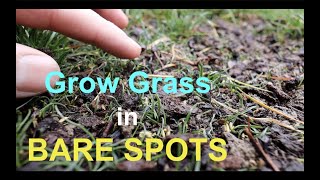 How to seed BARE SPOTS in your LAWN [upl. by Aynatan]