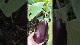 Our Perennial Eggplants 🍆 Are Still Producing Many Big Yummy Fruits  Black Beauty Eggplants [upl. by Ahsei]