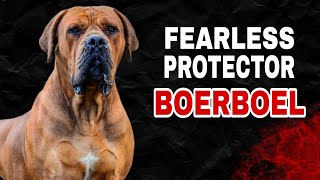 Boerboel Breed Fearless Protectors [upl. by Nadroj]