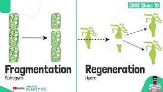 The Wonders of Fragmentation and Regeneration  Difference between Fragmentation and Regeneration [upl. by Tremayne]