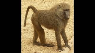 Olive Baboon Sound Effects 🐒 🔊 [upl. by Elmore155]