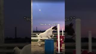 Funny horse clipsNOT MY CLIPS  horses [upl. by Brandon]