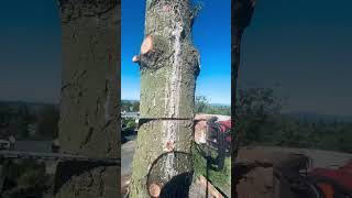 ARBORIST TREE WORK arborist chainsawman stihl logging pnw [upl. by Ahsenet199]