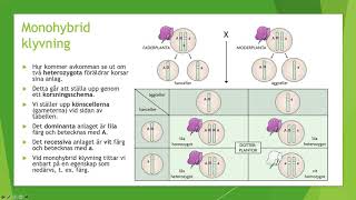 Klassisk genetik  Biologi 1 100 p [upl. by Torrie]