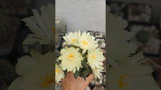 Ariocarpus trigonus blooming nature cactiandsucculents cactus flowers [upl. by Phonsa]