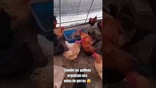 Cuando las gallinas organizan pelea de perros 😅😅 suscríbete Memessvs2 humor [upl. by Raynah]