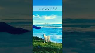 Farman e hazrat Ali treading ytshorts islaamic shorts [upl. by Alla13]