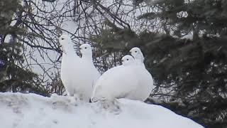 Ptarmigans [upl. by Jillian]